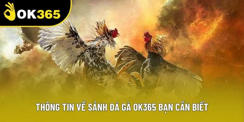 Thông tin về sảnh đá gà OK365 bạn cần biết Thông tin về sảnh đá gà OK365 bạn cần biết